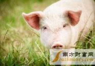 猪价格今日猪价,涨跌互现，市场供需博弈加剧