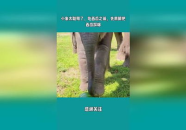 娱乐吃瓜小象是谁啊,网络红人的崛起之路