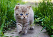 娱乐吃瓜酱大猫咪,揭秘娱乐圈背后的喵星人故事