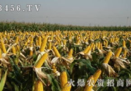 先玉335玉米,中国玉米种植的明星品种，高产稳产，引领农业发展新篇章”