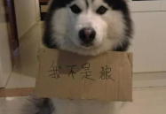 娱乐吃瓜酱哈士奇不拆家,揭秘如何驯服拆家小能手