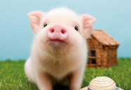 娱乐吃瓜酱猪猪视频下载,揭秘热门娱乐内容获取新方式